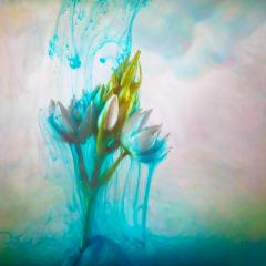 Flower Study #1 - Shane Clarkson