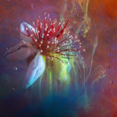 Flower Study #2 - Shane Clarkson