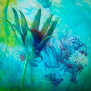 Flower study #3 - Shane Clarkson