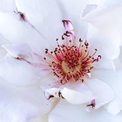 Flower centre - Robyn Miller