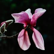 Flower detail - Shane Clarkson