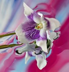 Flower in Reflection - Carol Abbott
