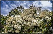 Flowering Gum - Steve Mullarkey