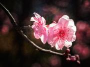 Flowering Plums - ... ...