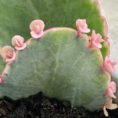 Flowering Succulent Leaf - Jennifer Gordon