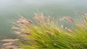 Flowering grass - Robyn Miller