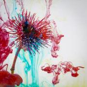 Flowers583 - Shane Clarkson