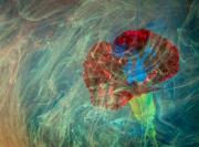 Flowers937 - Shane Clarkson