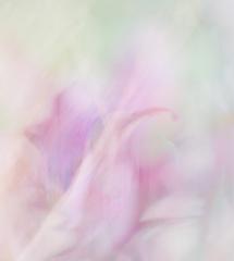 Flowers Imagined - Shirley Steel