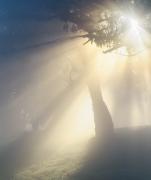 Foggy-sunrise - Janice Gursanscky