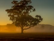 Foggy morning - Hemant Kogekar