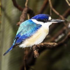 Forest_Kingfisher_V1-1 - Graeme Dobbs