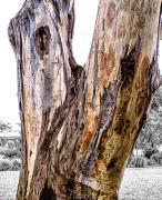 Forked Tree - Steve Mullarkey