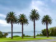 Four Palms - Leigh Hall