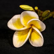 Frangipani - Steve Mullarkey
