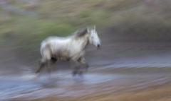 Free Spirit - Carol Abbott