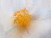 Fried Egg Flower - Peter Steele