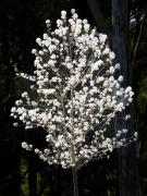 Fruit tree blossom - Leigh Hall