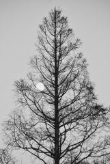 Full Moon Capture - Beryl Jenkins