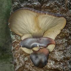 Fungi - Carol Abbott