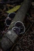 Fungi - Nigel Streatfield