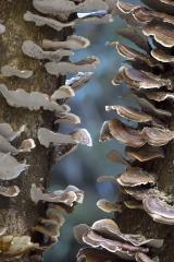 Fungi - Maureen Rogers