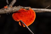 Fungi (1 of 1) - Guy Machan