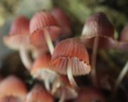 Fungus - ... ...