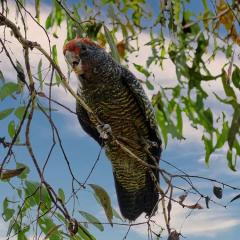 Gang Gang cockatoo  - Bruce Wilson