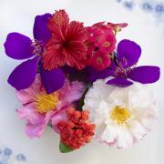 Garden treasures on a treasured plate - Maureen Rogers