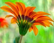 Gazania - ... ...