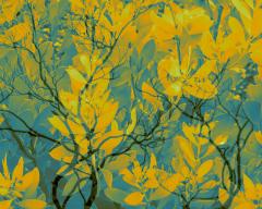 Geebung_1 - Janice Gursanscky