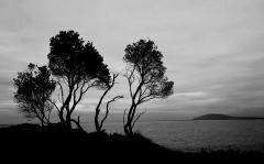 Gerroa_Trees.jpg - Jenny Turtle