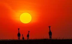Giraffe Sunrise - Kerry Boytell