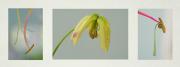 Gloriosa-lily-triptych - ... ...