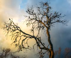 Glowing-banksia - Janice Gursanscky