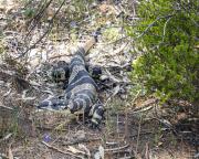 Goanna - Nigel Streatfield