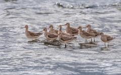 Godwits_ready_to_migrate_to_Alaska - Fujiko Watt