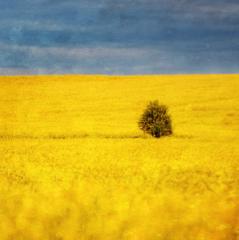 Golden Field - Peter Steele