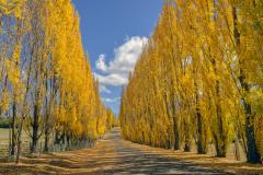 Golden_Poplars - Liz Bell
