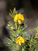 Gompholobium grandiflorum   190825 44726 - Donald Gould