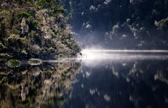 Gordon River Magic - Louise Scambler