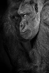 Gorilla Illusion - Judith Bennett