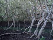 Buffalo Creek Reserve - Donald Gould