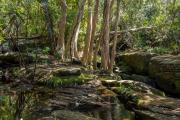 Creek near Kelly's Falls - Donald Gould