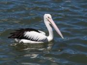 Pelican - Donald Gould