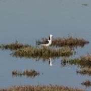 Stilt - Donald Gould