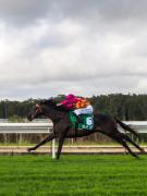 Wyong Races - Donald Gould