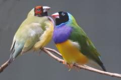 Gouldian Finches - Kay Hill