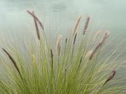 Grasses - Maureen Rogers
